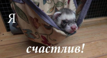 Typy houpacích sítí pro fretky a 6 způsobů, jak vytvořit dům vlastníma rukama